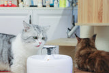 Como saber se um gato está saudável? 9 sinais de um gato saudável！