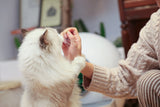 Brincar com um gato por uma hora pode aumentar sua vida útil saudável em quatro horas!