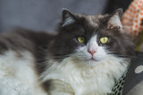 9 Sinais de Um Gato Saudável